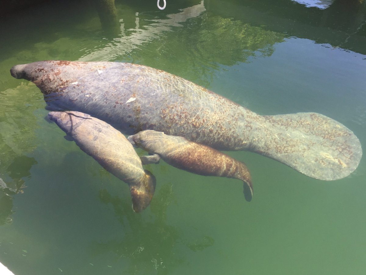 Inside the effort to save Florida’s dying manatees 

by @haleybrown0

bit.ly/3j2aRJt 

#FlaPol