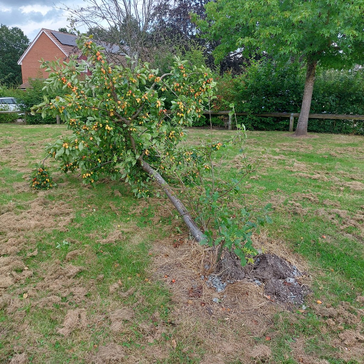 PeteLeRiche's tweet photo. Hi @BracknellForest one of the trees in Dartmouth Close has been knocked over, I think by a truck which is replacing roof tiles on council houses. Any chance it can be re-planted quickly before the fruit on it dies? https://t.co/pizbgH1x9G
