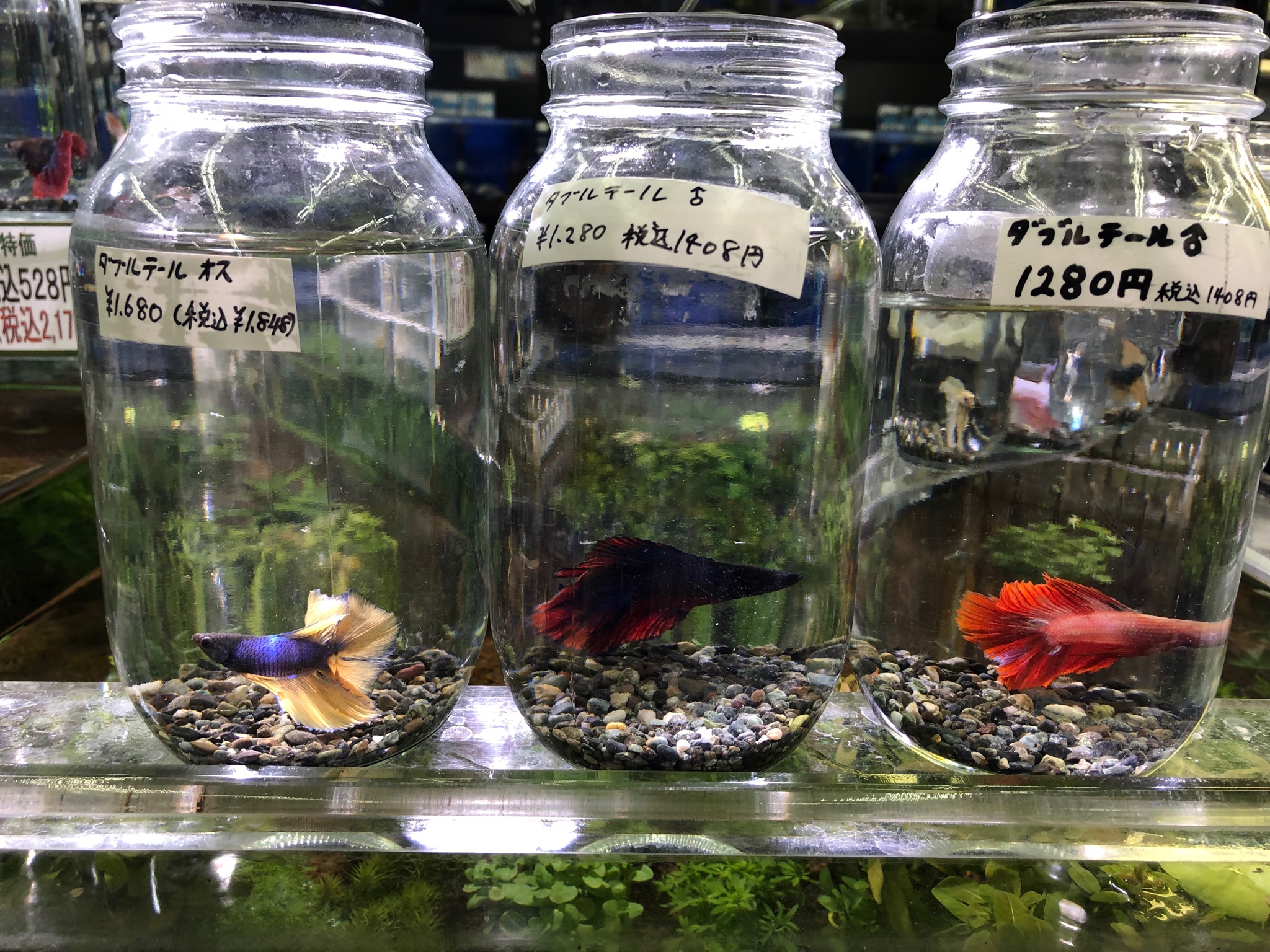 ペットプラザ市川原木店 ベタ ダブルテール オス 入荷しました ベタ ダブルテール ベタ水槽 ベタ飼育 ベタ好きな人と繋がりたい ダブルテールベタ T Co Hlffezz9lx Twitter