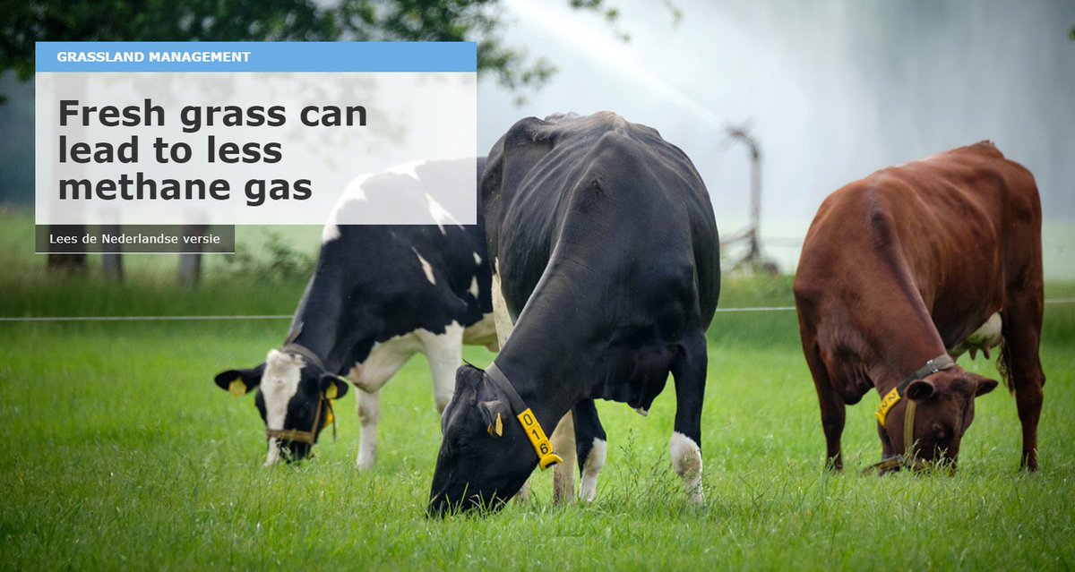 #Emissions | In dairy farming #grassland management, the challenge is to find solutions that can reduce both #ammonia and #methane emissions. 

Read about our studies 👉magazines.wur.nl/ko-magazine-20…