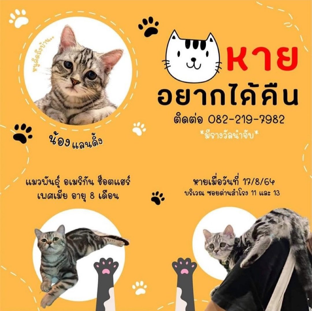 panlyyy97's tweet photo. ใครผ่านมาเห็นทวิตเราช่วยรีให้หน่อยน้าา แมวเพื่อนเราหายมาหลายวันแล้วยังหาน้องไม่เจอเลย น้องชื่อ "แลนดิ้ง" หายบริเวณ ซอยด่านสำโรง 11และ13 ใครอาศัยอยู่บริเวณนั้นแล้วพบเจอรบกวนติดต่อเบอร์ 082-219-7982 หน่อยน้าา🥺🐈
#แมวหาย #แมวหาบ้าน #แมวจร #ทวิตดีคนรีน้อย https://t.co/wQkfGlyxRS