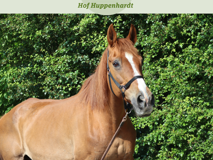 huppenhardt's tweet photo. Ich hab gute Nachrichten für Euch: Das Wochenende ist da 🤗 Was sind Eure Pläne? Lasst es Euch gutgehen! Eure Flicka 🐴
#hofhuppenhardt #cute #etn #picoftheday #tierschutz #horse #pferdeliebe #sonne #sommer #funny #ETN #weekend #wochenede #tgif #friday #freitag https://t.co/qjHDiSxX3S