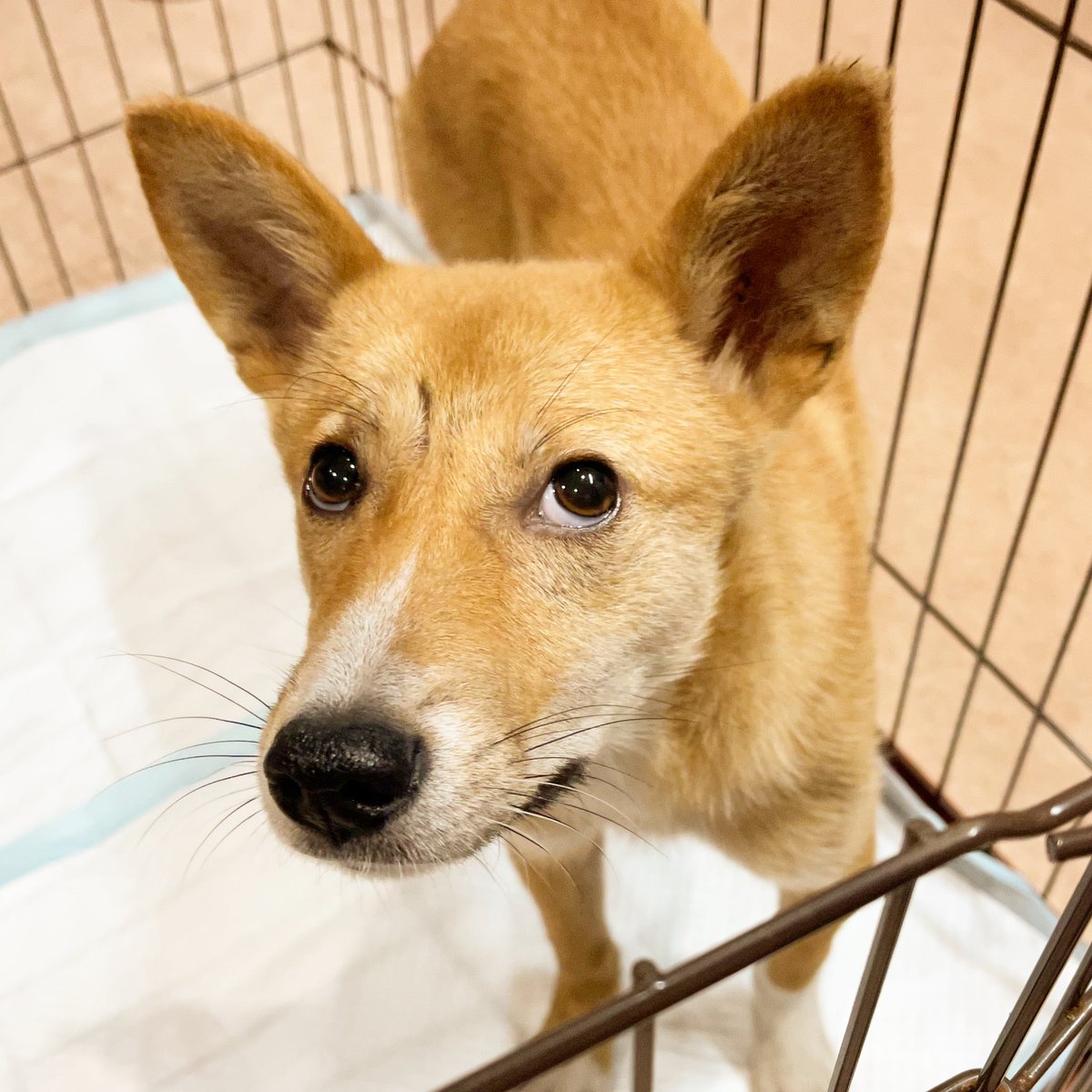 雑種犬里親募集
