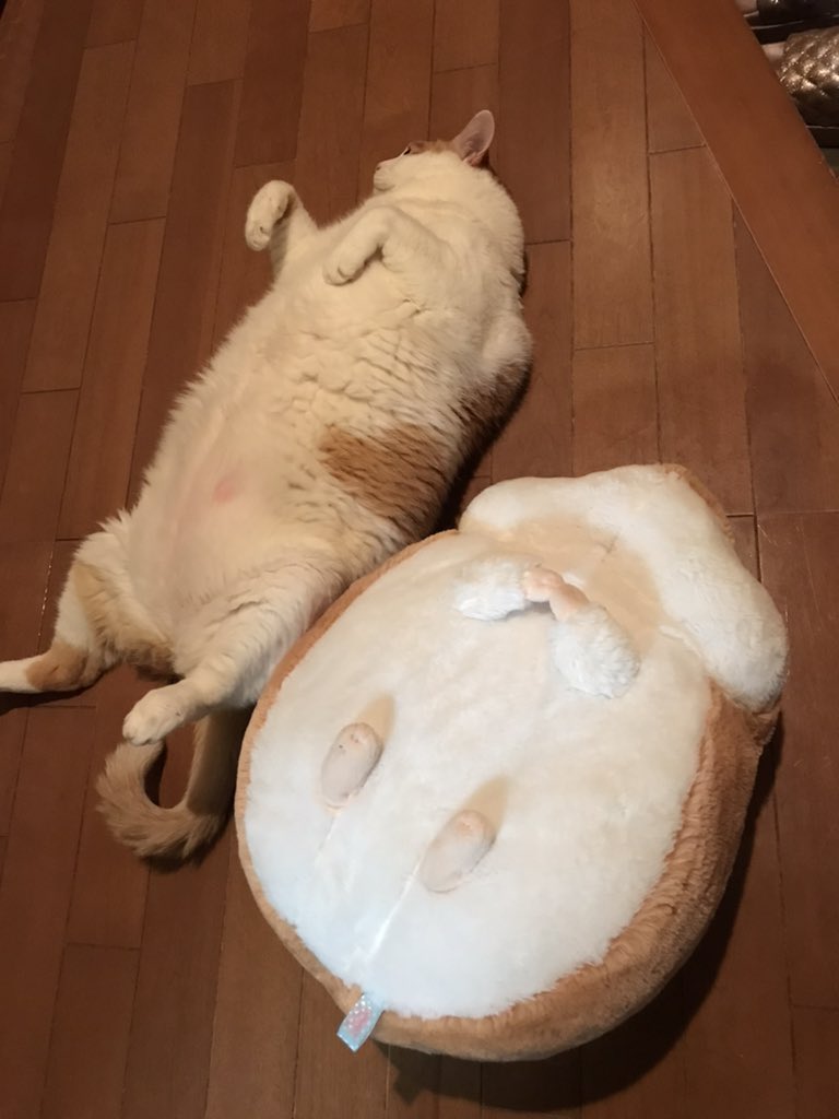 なんだか似てきた😅