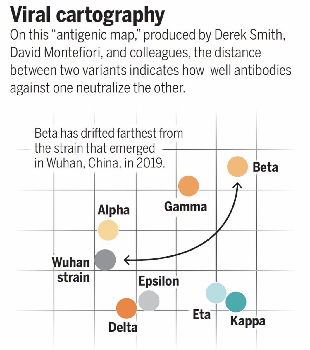 One of the most important things I was looking for in reporting on #SARSCoV2 evolution was a way of making sense of all the virus variants, putting them in some framework.
And one of the most useful things I found for that is this antigenic map. 
It’s worth explaining a bit: