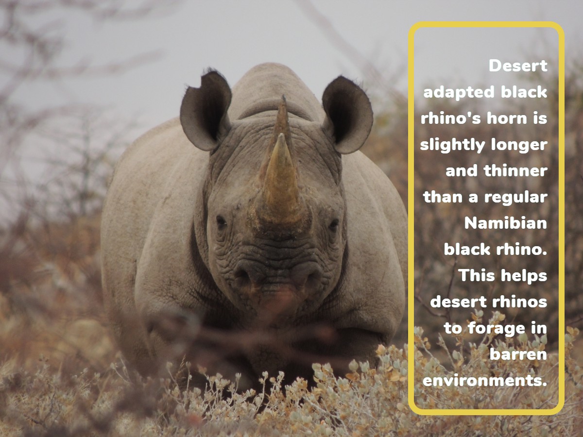 Here is an interesting fact about our Rhino's!

Please support us by donating!