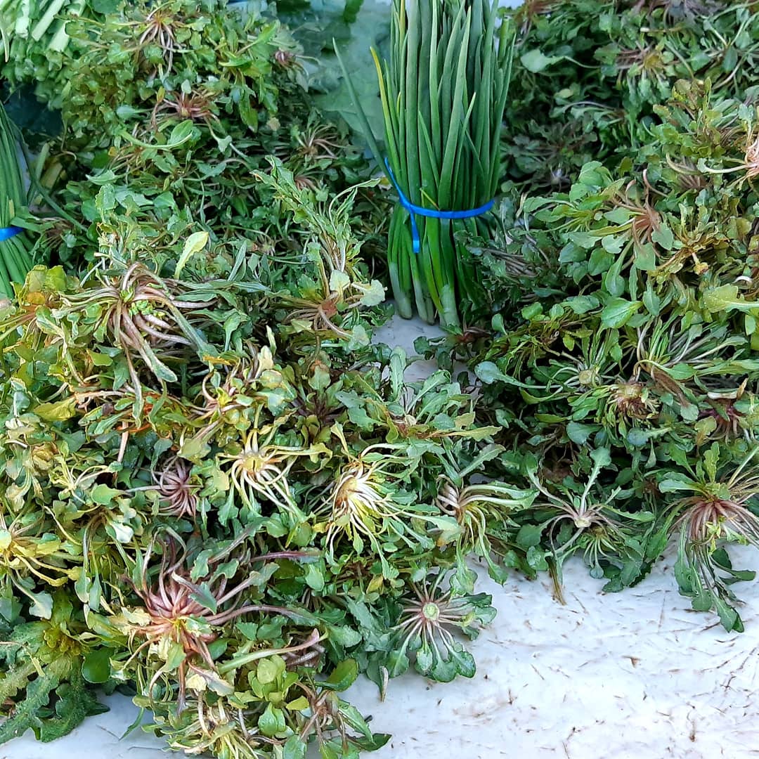 SlowFoodLesotho's tweet image. Shopping for #TheGreenFest2021 at #MaseruMarket (Ka Mmarakeng) Moroho oa Sesotho! Tenane le eiee e tala, Leshoabe, Lepheo la Khoho, Bobatsi Our yummy exotic, super nutritious indigenous greens! #traditionalfood #BasothoNewYear #supportlocal #Community #Lesotho