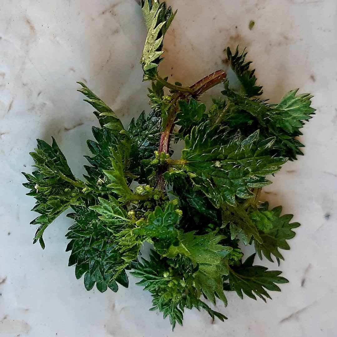 SlowFoodLesotho's tweet image. Shopping for #TheGreenFest2021 at #MaseruMarket (Ka Mmarakeng) Moroho oa Sesotho! Tenane le eiee e tala, Leshoabe, Lepheo la Khoho, Bobatsi Our yummy exotic, super nutritious indigenous greens! #traditionalfood #BasothoNewYear #supportlocal #Community #Lesotho