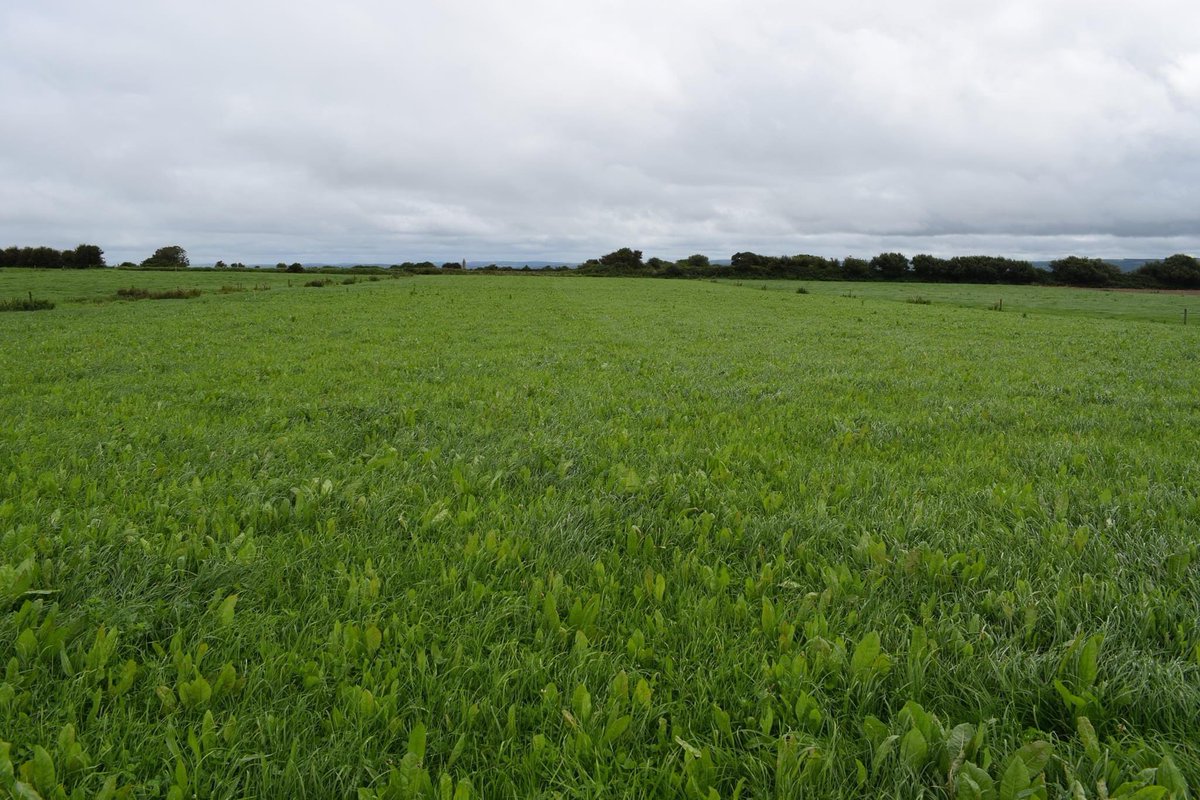 Barrett_Agri's tweet photo. 🌱 Herbal Ley Mixture 🌱
A 🆕 new 🆕 concept in grass re-seeding

These are multi species swards, where perennial ryegrass comprises of only 40% of the mixture compared to the typical bag of grass seeds which consists of 94 to 100 % perennial ryegrass. https://t.co/4uqXhSYudu