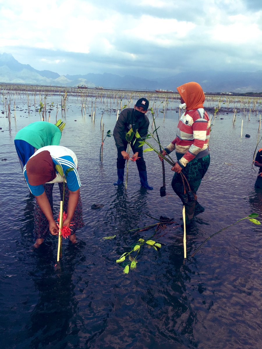 HamdibinAhmad's tweet photo. Jumat 20/8 Abdul Hamdi PPB Situbondo, pendampingan proses penanaman mangrove di Desa Ketah, Desa Buduan Kec. Suboh Kab Situbondo #GiatLuhkanSatminkalBanyuwangi #sbon @kkpgoid @bppp_banyuwangi https://t.co/Q8v6ykdyp5