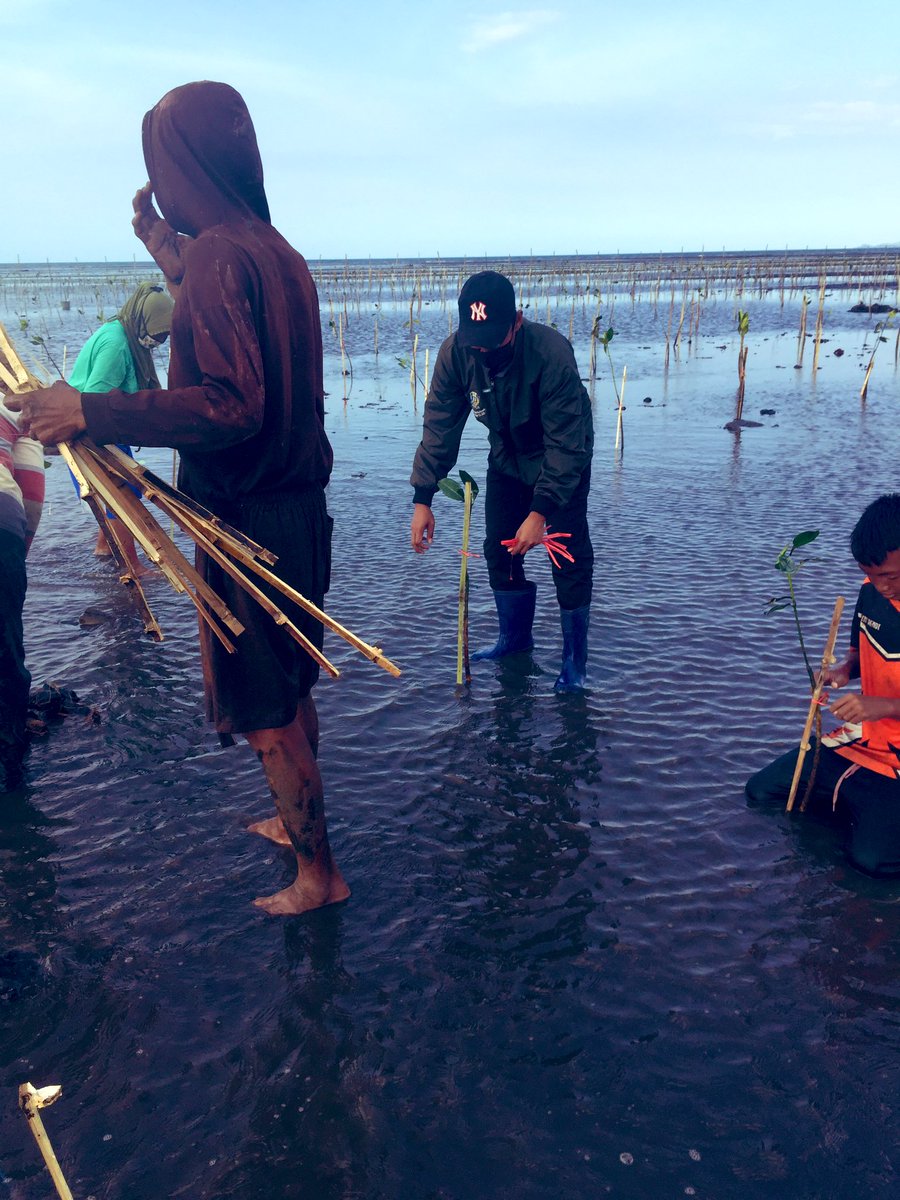 HamdibinAhmad's tweet photo. Jumat 20/8 Abdul Hamdi PPB Situbondo, pendampingan proses penanaman mangrove di Desa Ketah, Desa Buduan Kec. Suboh Kab Situbondo #GiatLuhkanSatminkalBanyuwangi #sbon @kkpgoid @bppp_banyuwangi https://t.co/Q8v6ykdyp5