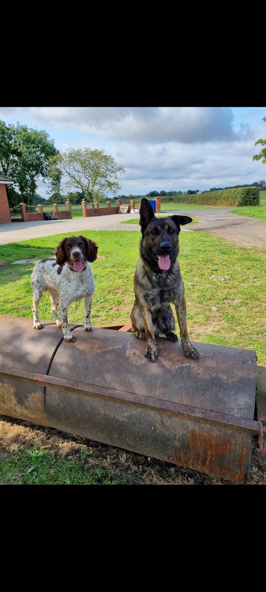 JonnyMc45388162's tweet photo. Perfect combo 👌
#PDMoose #TPDHarper
#policedogs #DogsofTwittter @ClevePol_Dogs https://t.co/dVx9BXvhnR