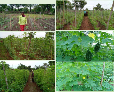 #Farmers in #Bolad, #Chhattisgarh, cultivating climber vegetables namely #BitterGourd &amp; #ClusterBean using the taught Stacking Method of #farming. This has led to increased yield and income.
#HDFCBankCSR #Parivartan #CSR