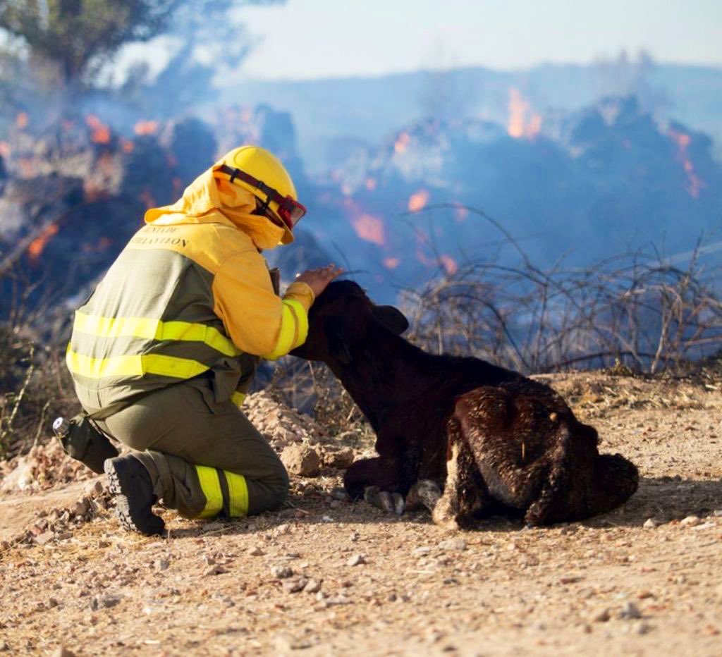 Pedimos al Gobierno la declaración de zona catastrófica por el incendio en Ávila, que es el cuarto más grave de la historia de España.

Los vecinos, agricultores y ganaderos afectados necesitan ayudas directas, créditos ICO, exenciones fiscales y compensaciones a sus municipios.