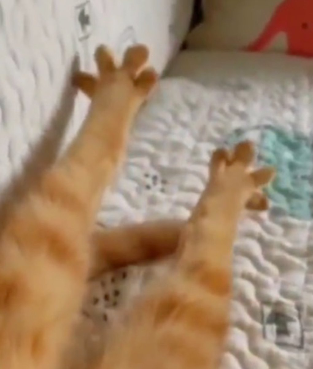 Eupholie 🐝 tweet media