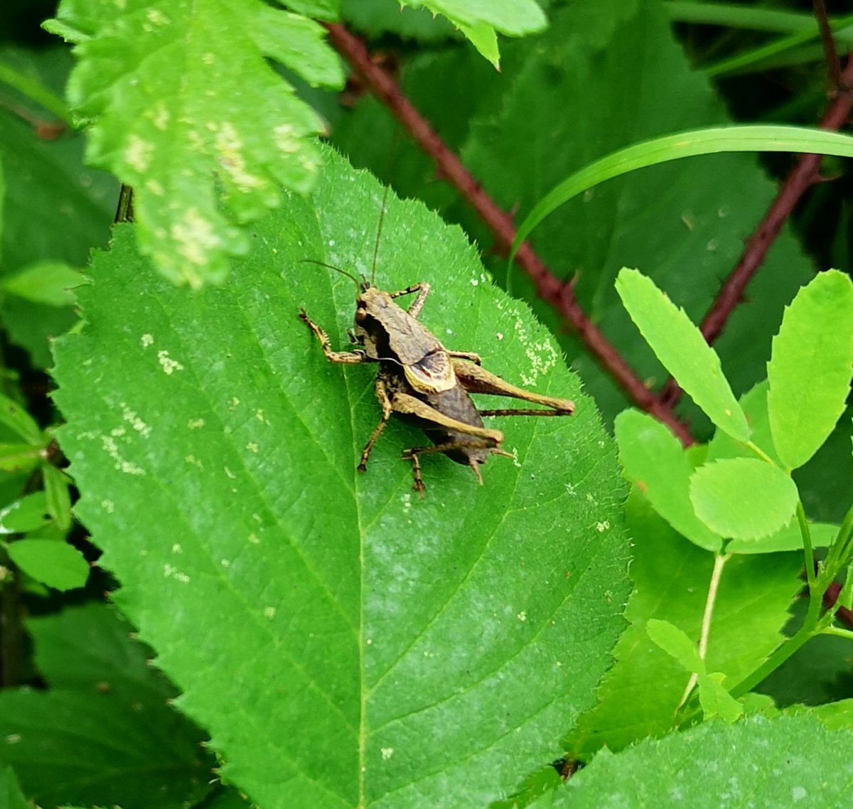 Boarder7575's tweet photo. Went for gentle walk up at Coombe Hill near Street, Somerset yesterday before the rain. Masses of insects in the grassland areas: numerous species of grasshoppers, crickets, butterflies, bees, dragonflies, flies &amp; bugs @Buzz_dont_tweet @iNatureUK @Reefpaths https://t.co/4AhfeXdKKh