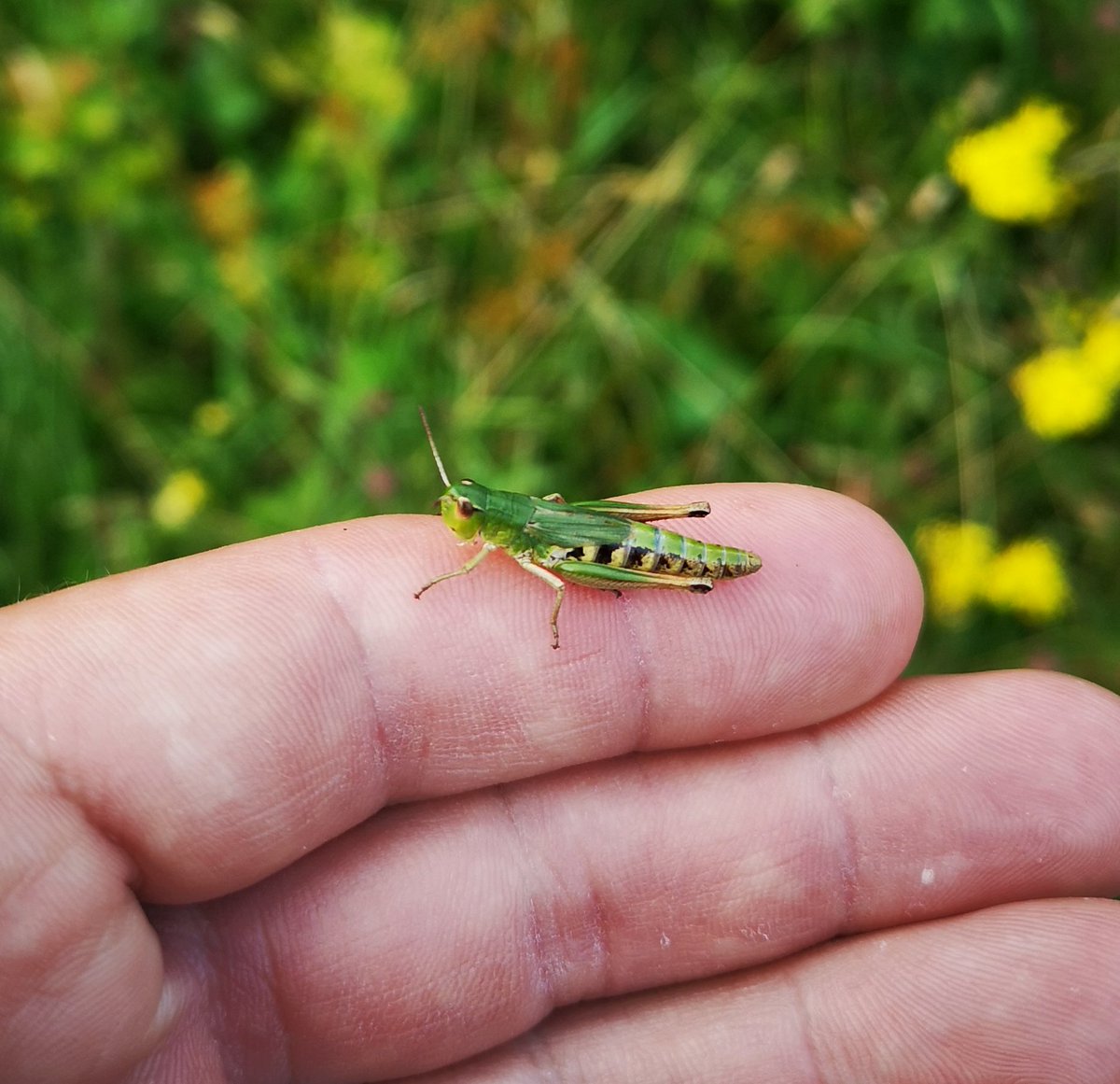 Boarder7575's tweet photo. Went for gentle walk up at Coombe Hill near Street, Somerset yesterday before the rain. Masses of insects in the grassland areas: numerous species of grasshoppers, crickets, butterflies, bees, dragonflies, flies &amp; bugs @Buzz_dont_tweet @iNatureUK @Reefpaths https://t.co/4AhfeXdKKh