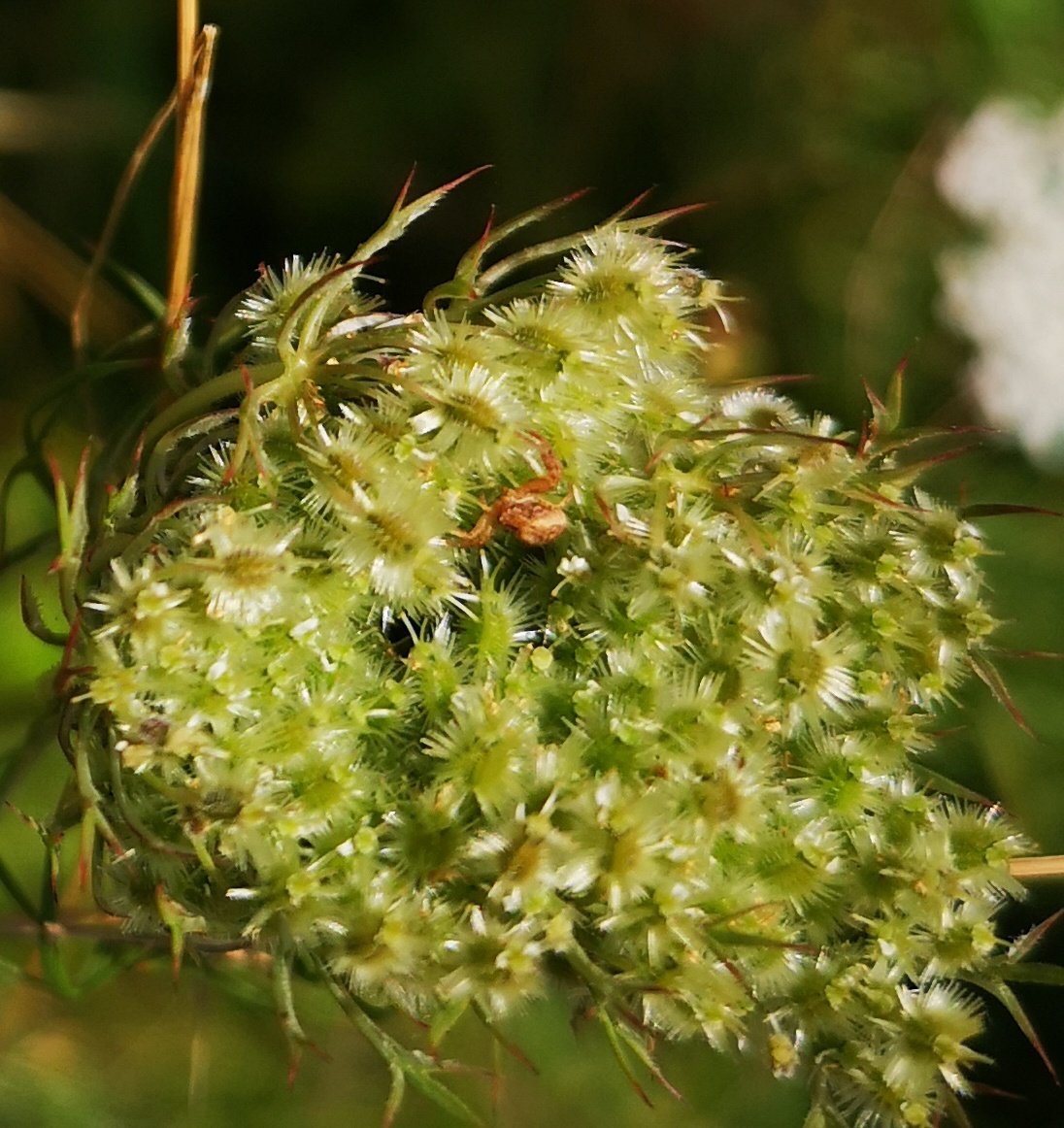 Boarder7575's tweet photo. Also found a Misumena vatia and another Crab Spider along with many camera shy Harvestmen! https://t.co/fMpyTdWP2C