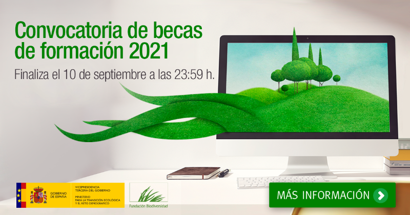 FBiodiversidad's tweet photo. 📢Convocamos 2⃣2⃣ #becas para personas con titulación universitaria, de formación profesional o certificado de profesionalidad para formarse en distintas áreas de la Fundación.

💚¿Quieres ayudarnos a conservar la #biodiversidad?

📝Inscríbete hasta el 10 de septiembre.

ℹ️ 👇👇