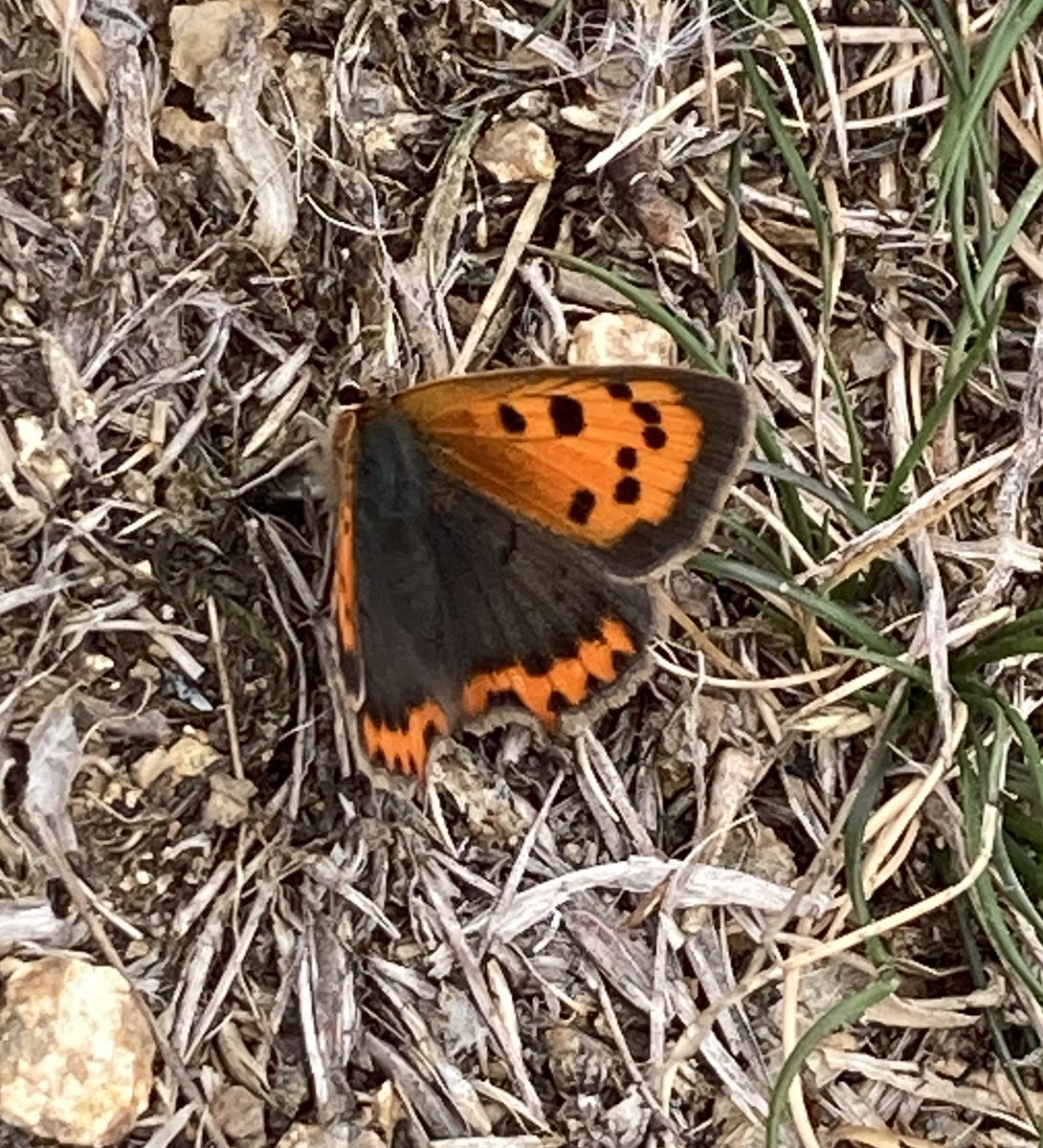 pollinatorproj's tweet photo. Butterfly hunting today: plenty of Small Copper butterflies on #Jethou. #smallcopperbutterfly #Lycaenaphlaeas #Lycaena #phlaeas #butterfly https://t.co/JLZUJOYJaI