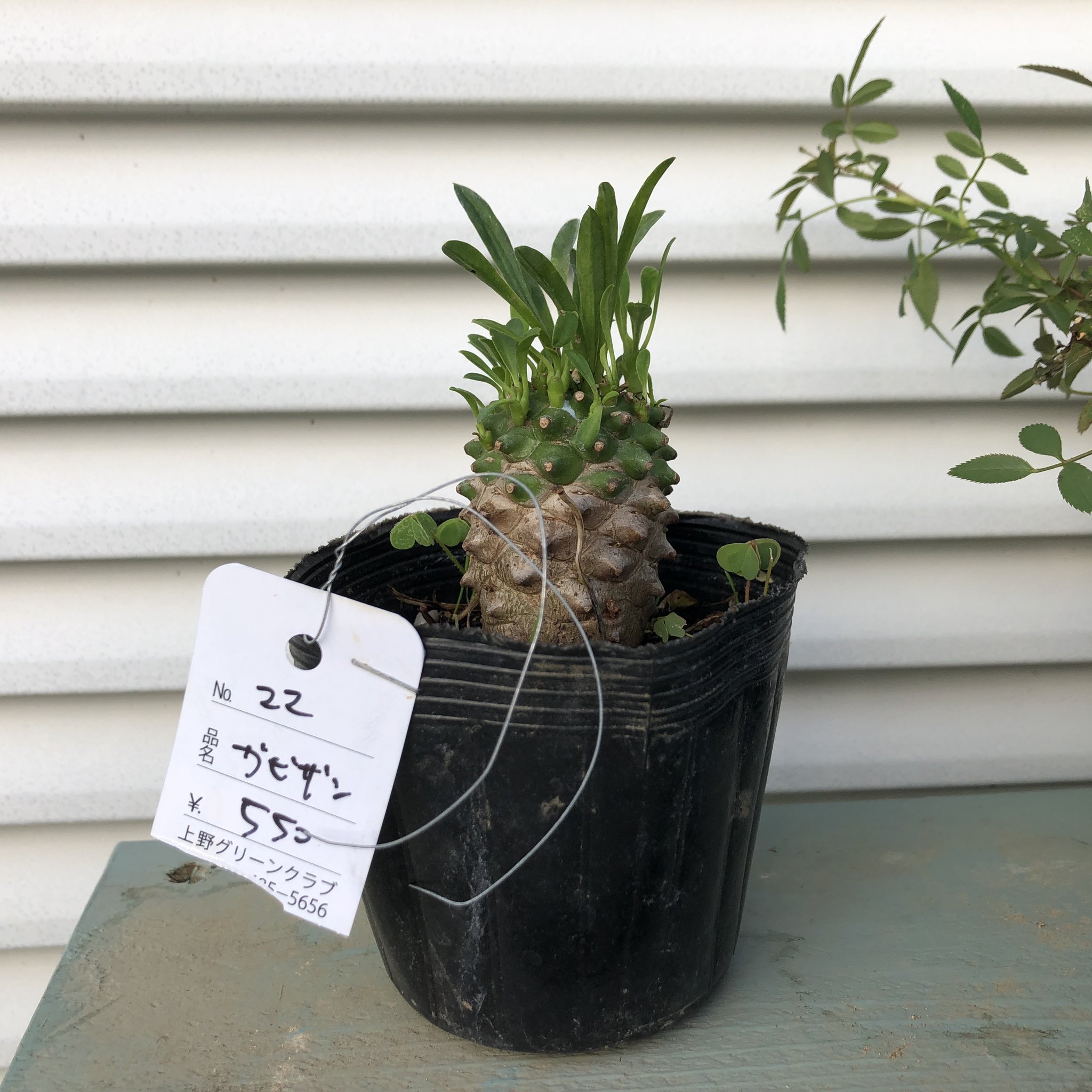 ちは 植物用 上野グリーンクラブ サマーセール購入品2 2 ユーフォルビア 峨眉山 盆栽を買いに行ったはずが何故か多肉を買っていた 峨眉山は前から欲しかったのでオッケー 上野グリーンクラブに偶に紛れ込んでる多肉は盆栽と同じペースで水