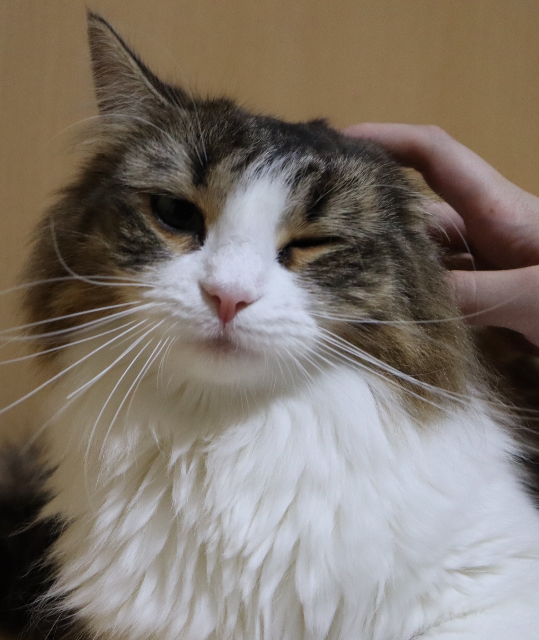 ゆみ アルネルノエルの日常 撫でられるネルちゃん T Co Cscg5kiu Twitter