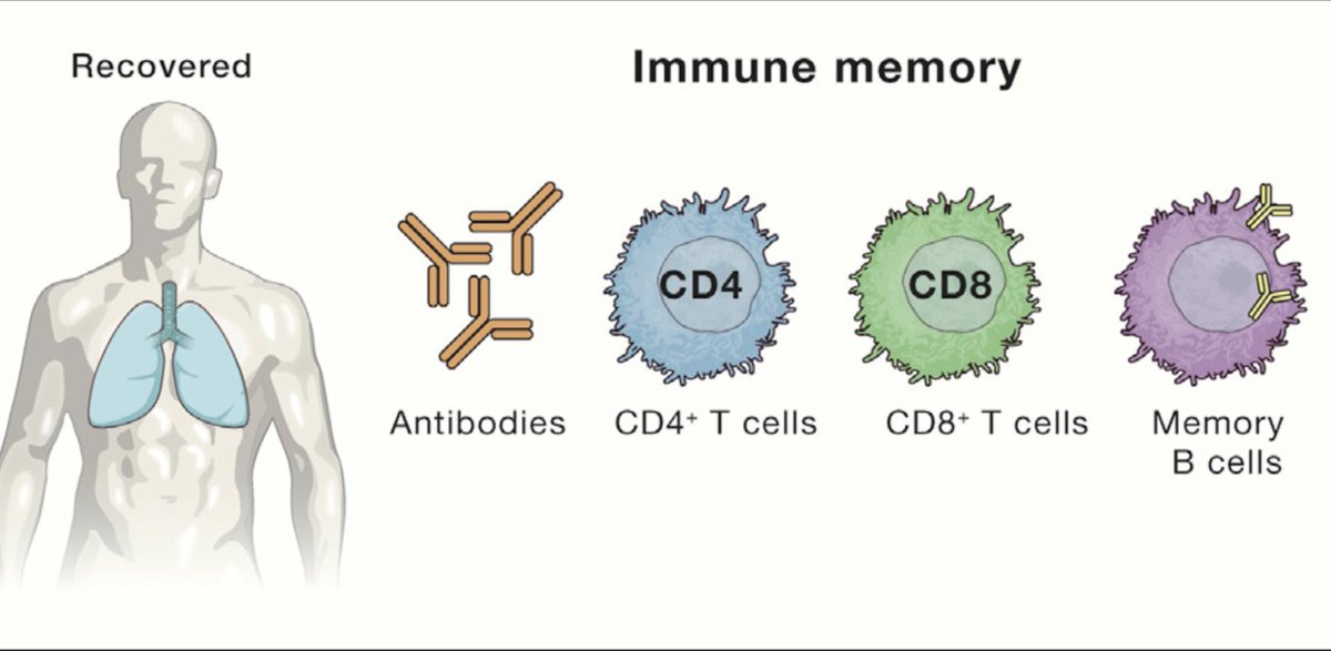 doctormacias's tweet photo. COVID 19: cuando te vacunas o recuperas tu inmunidad tiene anticuerpos, células CD4, células CD8, y células de memoria. Los anticuerpos son sólo una parte; solicitar al laboratorio su determinación para saber si tienes inmunidad, es de poca o nula utilidad (Cell, feb 18, 2021) https://t.co/gLsp8vcTqb
