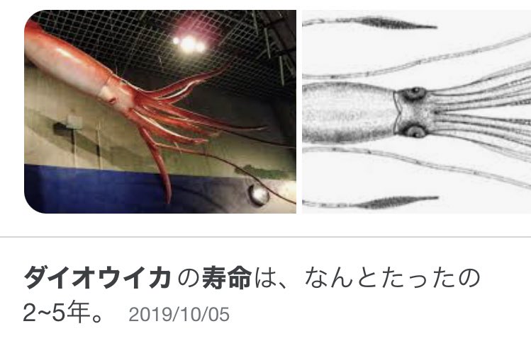 ノザキハコネ イカやタコはかなり知能が高いんだけど寿命がせいぜい三年程度なのが学習の蓄積に行き詰まりするポイントなんだそうだ というか短命な生物がそこまで高度な知能を持つ利点がよく分かんないらしく 思考のエネルギーに対してコスパが悪すぎる