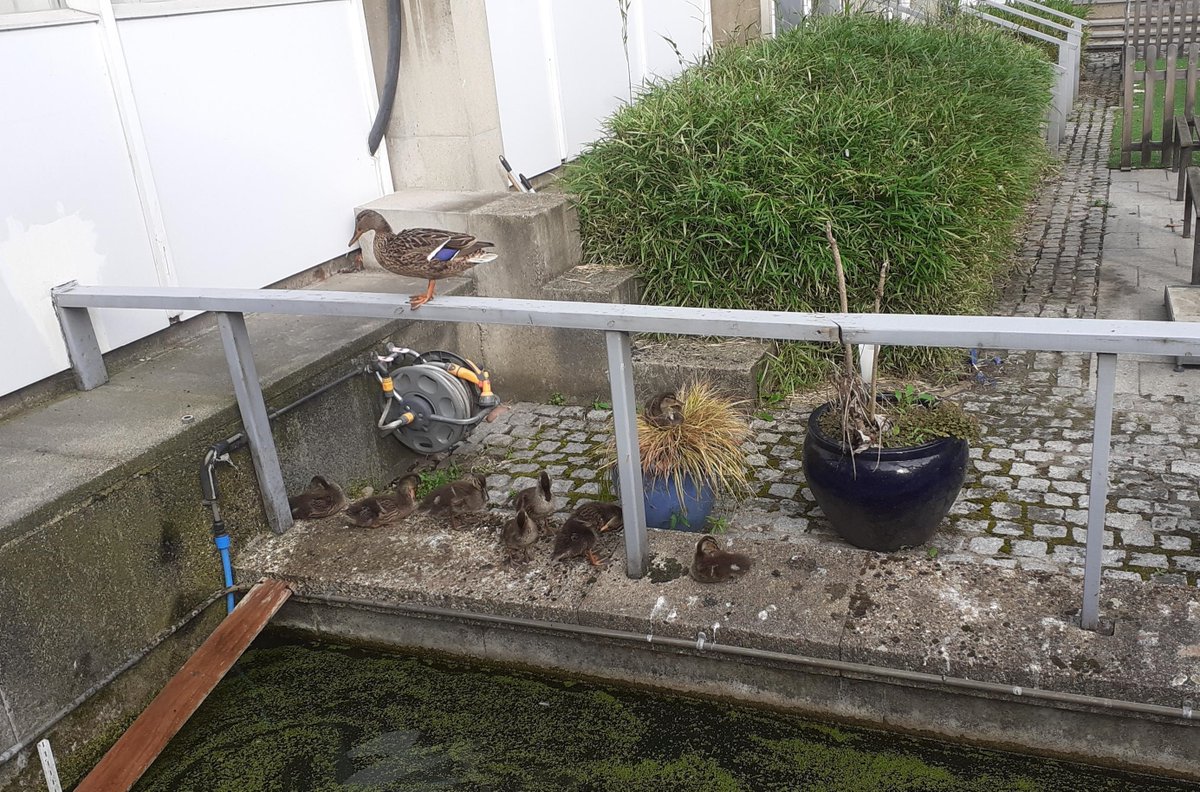 Our ducks @LondonMetUni are growing up fast. 🦆 This morning they look very relaxed and enjoying Friday by the pond. #GreenLondonMet #biodiversity #ducks Thank you @LDNMet_Estates for sharing the image. #fridaymorning #FridayVibes