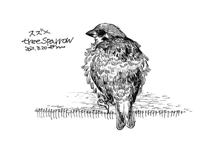 さいきん見た鳥のネットプリント登録しました。フワフワのちびスズメが印象的だったので描いてます。番号:74948828 期限は08/27 まで。セブンイレブンで印刷できますのでよければ〜 