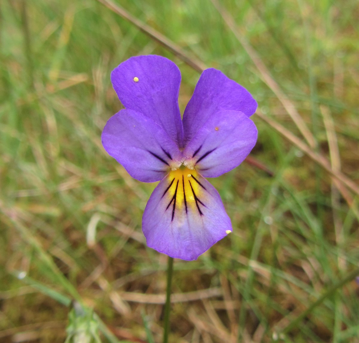 MarekBidwell's tweet photo. This #MountainPansy beguiled me by the #RiverNent the other day. Her yellow eye shone from five violet petals, dark-purple veins radiating from the center. Perky, startling, dazzling.
'Common around old #MineWorkings' according to Harrap, which there are. A triumph of nature. https://t.co/li24siyGYr