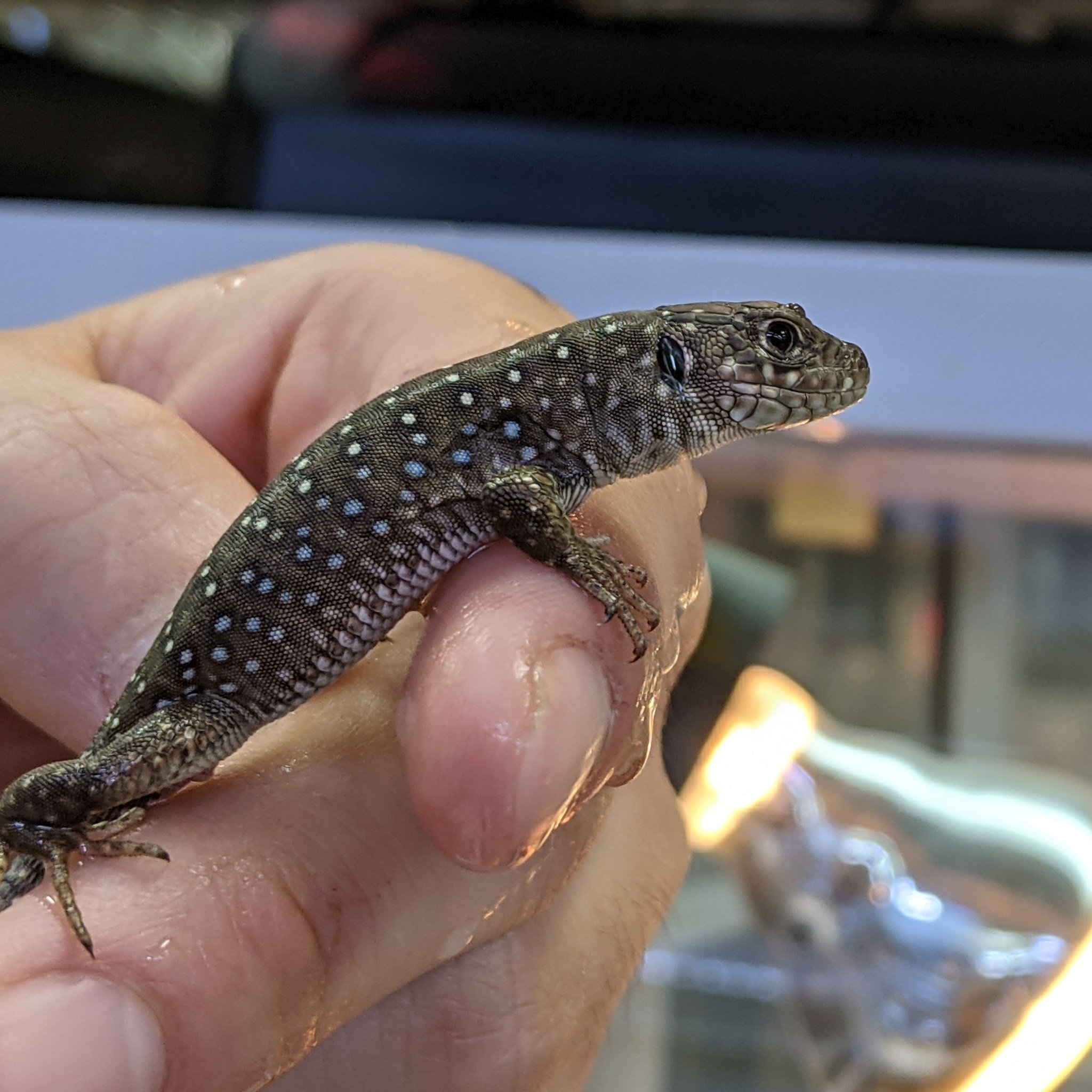 ペポニ インター店 V Twitter ホウセキカナヘビ ベビー 小さいながらも逞しいカナヘビ 小さくて可愛いのは今だけ 成長とともに厳つく美しい立派なトカゲになります ベビーのうちから育てられるチャンスです 気になる方はお早めに ホウセキカナヘビ 畔上