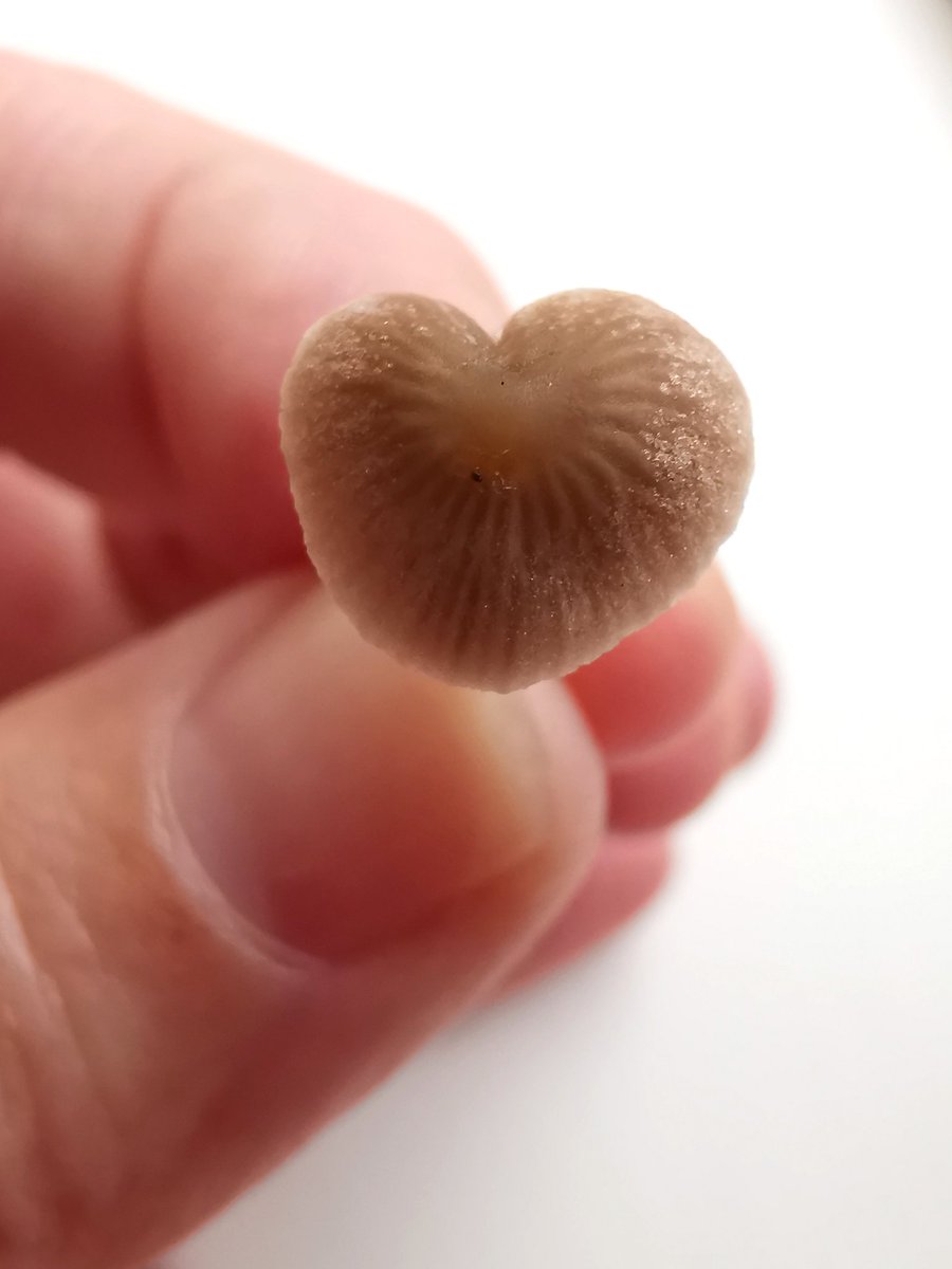 Look what I found in the garden this morning. Maybe I'm going to find Love! ❤️ #mushrooms #fungi #heartfungi #fungilove #mushroomlove #heartshaped #NaturePhotography #nature #Bath #somerset #ThePhotoHour #shrooms