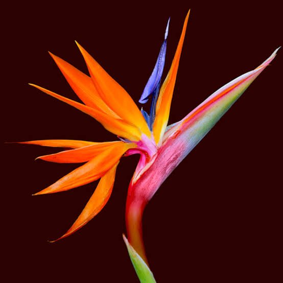 極楽鳥のtwitterイラスト検索結果 古い順