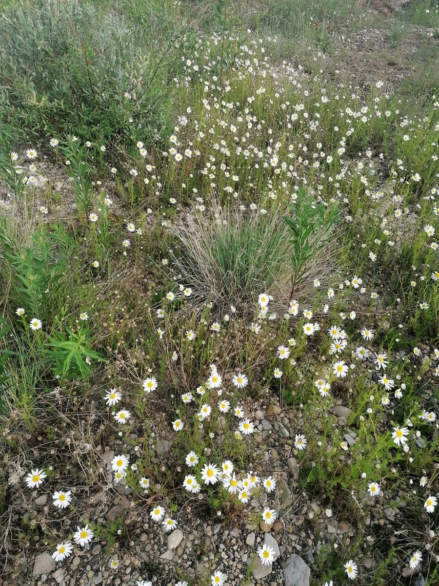 Алмазодобывающие компании Группы АЛРОСА в 2020 рекультивировали 1 306 гектаров земель: bit.ly/3syfZbn