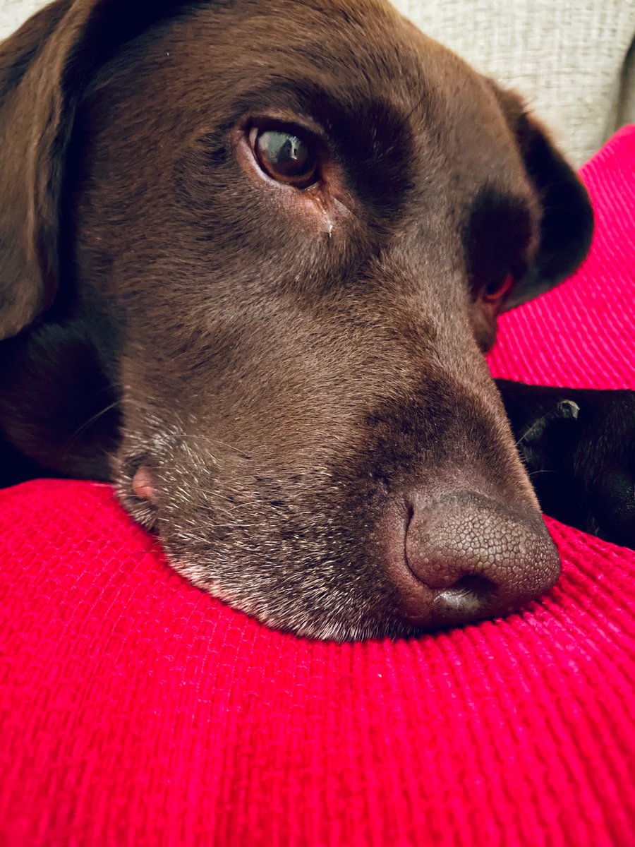 Claremadeline's tweet photo. These brown eyes ❤️#chocolate #labrador #labradorretriever #dogsoftwitter #dogoftheday #friday #snoozingdog https://t.co/sVSP8c97tU
