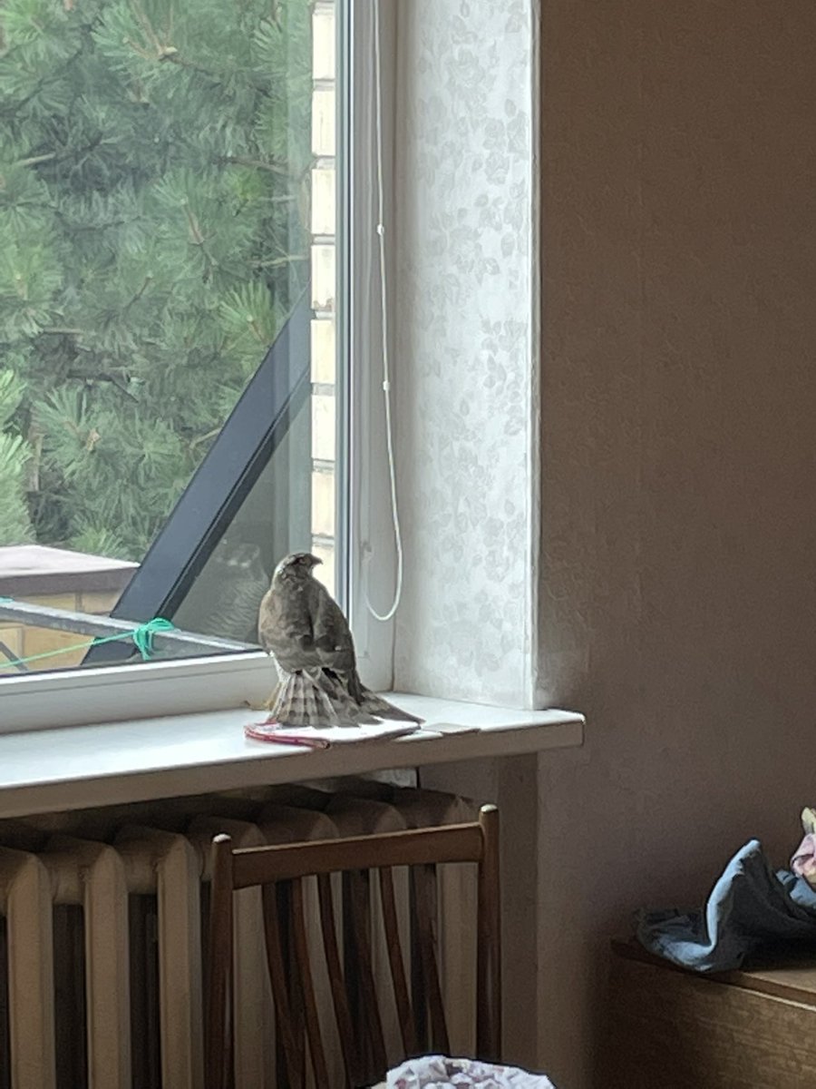 guy_collier's tweet image. Here’s a friendly visitor to the kids bedroom. Any twitchers know what it might be (despite the poor resolution). And any tips for helping it appreciated! @billhunt60 any ideas?!