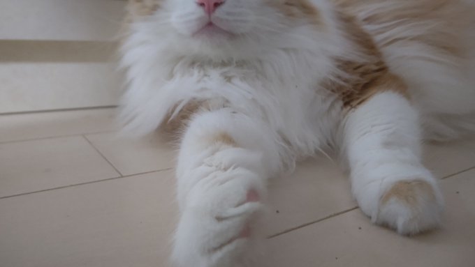 #ネコチャンカワイイ 