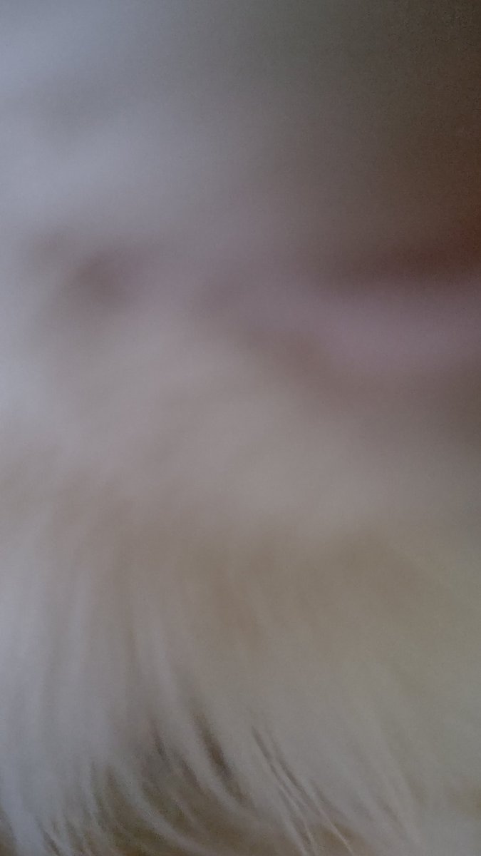 #ネコチャンカワイイ 