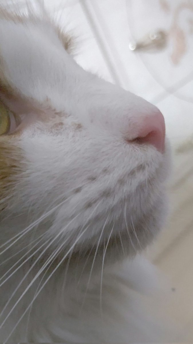 #ネコチャンカワイイ 