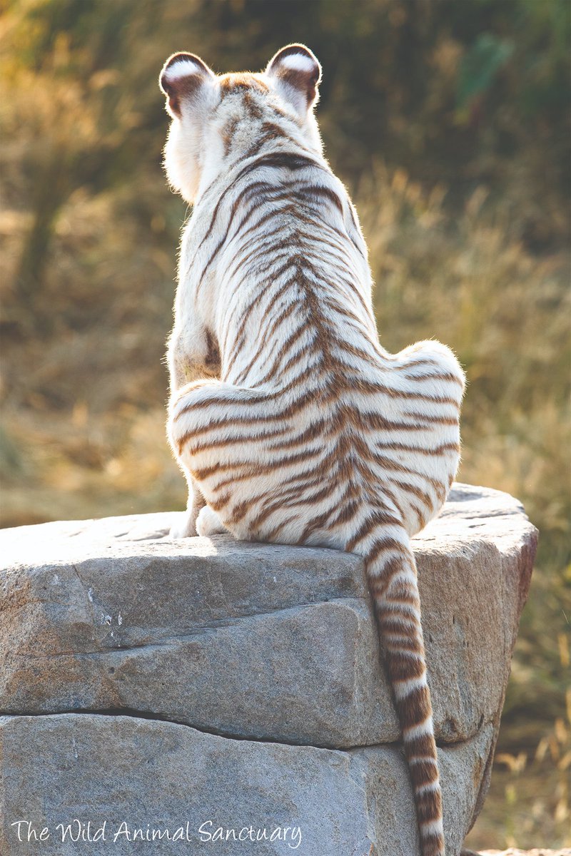 animalsanctuary's tweet photo. Picture Of The Day! Tigers have spots on the backs of their ears that look like eyes - and stripes from the top of their head to the tip of their tail. They are quite unique!  Please share our picture.  #TheWildAnimalSanctuary #WhiteTiger #TigerStripes #WildAnimalSanctuary https://t.co/mJyaVjyywc