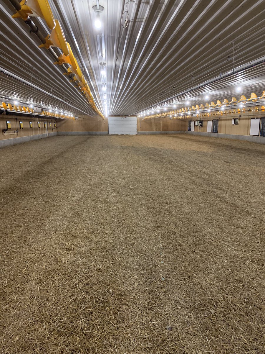 GSpoultry1's tweet photo. The tale of two wheat fungicides continued. Inside barn edition. If you know, you know #miravis #prosaro @Syngenta @Bayer4CropsCA @TheInsideCoop @OntarioChicken @OntAg https://t.co/wFn1jaVLiI