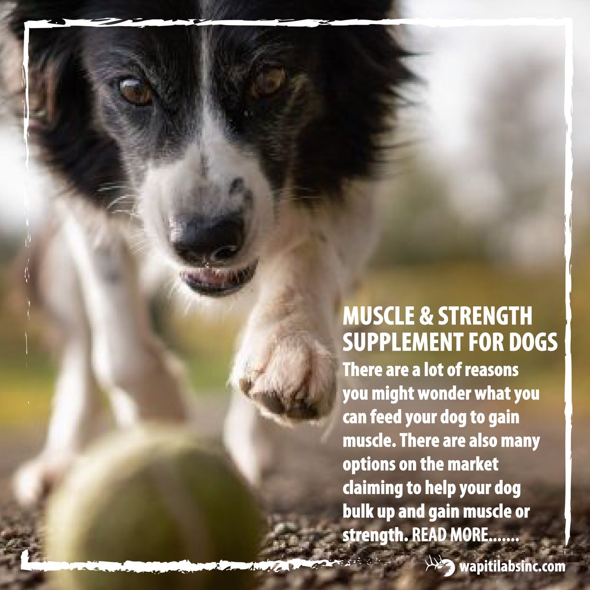 WapitiLabs's tweet photo. Dog Blog.. Read one our most recent Blog posts. Muscle and Strength Supplement for Dogs. 
Read more at https://t.co/96HwWT1fT3

#dogblog #dogs #recuperate #strength #muscle #wapitilabs https://t.co/cN7jREDb61