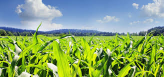 MicroMGx tweet media