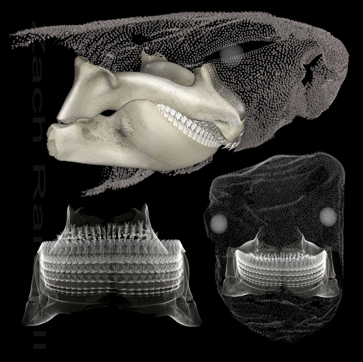 Zach Randall (@zach__randall) on Twitter photo The Portuguese dogfish is the deepest living shark and like other sharks its skin is covered with modified teeth. Check out the large amount of teeth rows growing inside its jaw! <a href="/VIMS_News/">Virginia Institute of Marine Science</a> specimen, scanned <a href="/FloridaMuseum/">Florida Museum</a> #oVertTCN #fishfriday The Portuguese dogfish is the deepest living shark and like other sharks its skin is covered with modified teeth. Check out the large amount of teeth rows growing inside its jaw! <a href="/VIMS_News/">Virginia Institute of Marine Science</a> specimen, scanned <a href="/FloridaMuseum/">Florida Museum</a> #oVertTCN #fishfriday