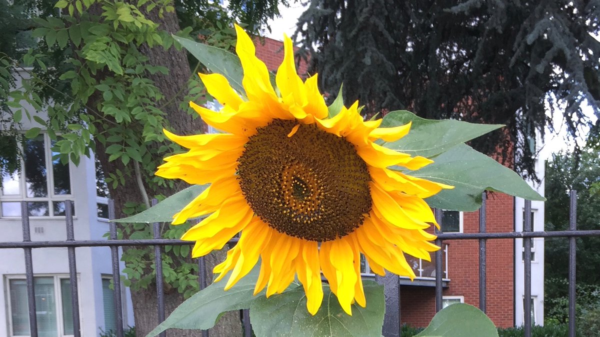 SWGardeners's tweet photo. The Regency Beds #SouthWoodford have taken a bit of a battering due to the road works, but the contractors, Siemens, have promised to make good the damage. In the meantime, this made us smile - we've no idea who planted it! https://t.co/axbotcYTij