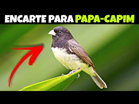 Golden Pássaros on X: ENCARTE DE PAPA-CAPIM - PAPA-CAPIM TUI TUI PARA  TREINAR É ENSINAR FILHOTES  via @   / X