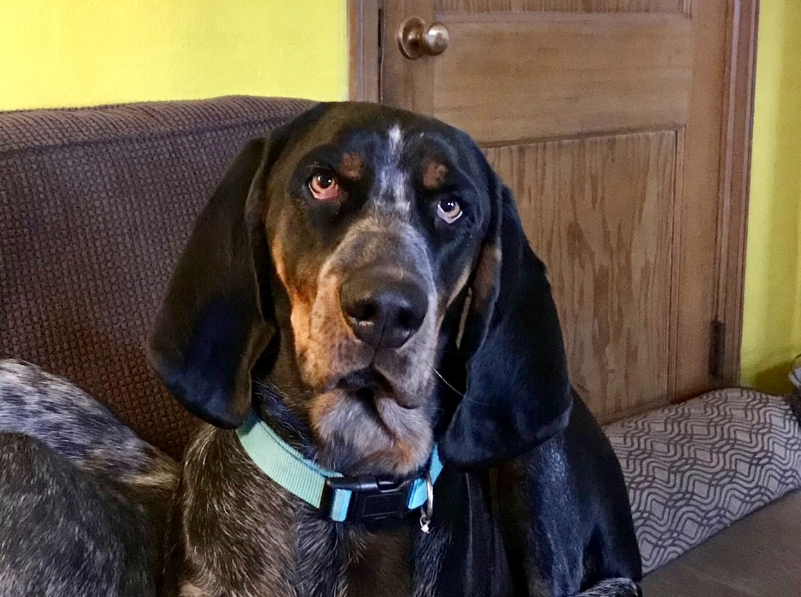 lizcollin's tweet image. Tonight at 6 on @WCCO:

The latest on the investigation into a suspected deadly dog poisoning in Washington County.

A family’s push to find #justiceforRuby that is spreading across Hugo.