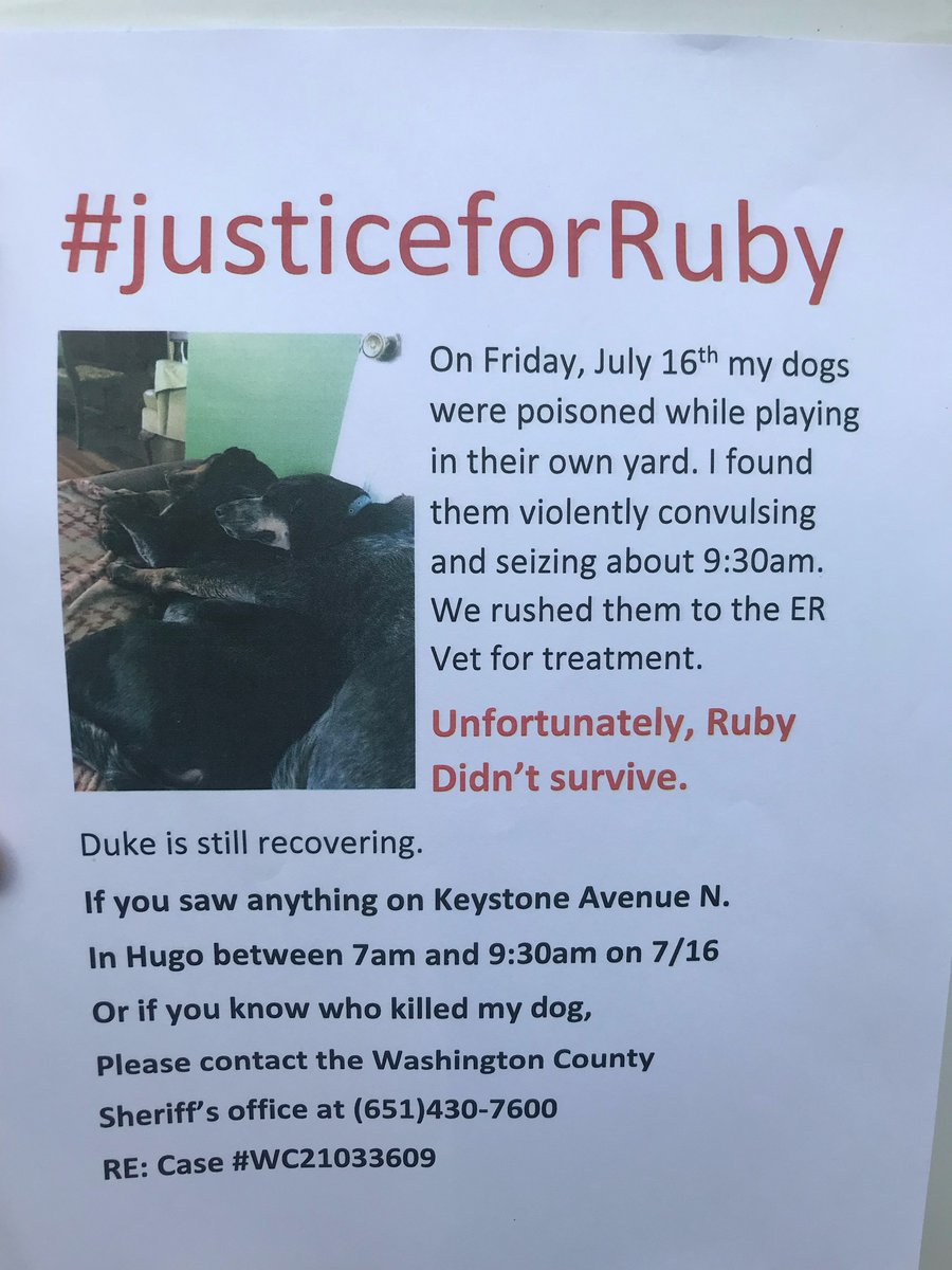 lizcollin's tweet image. Tonight at 6 on @WCCO:

The latest on the investigation into a suspected deadly dog poisoning in Washington County.

A family’s push to find #justiceforRuby that is spreading across Hugo.