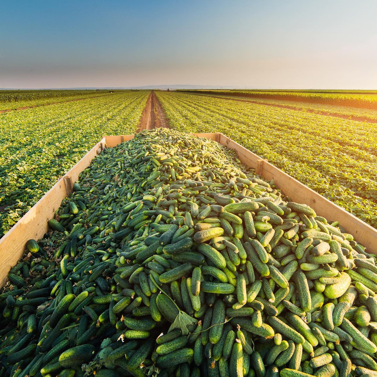 Yolo County Farm Bureau tweet media